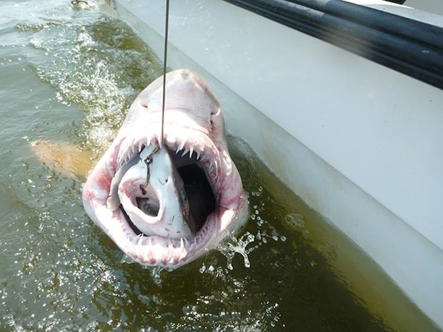 sharkwithinashark.jpg